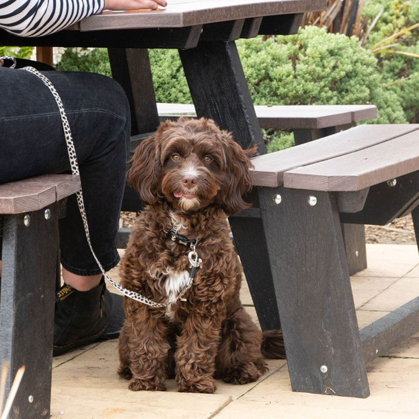 Your local dog friendly pub in Ashford